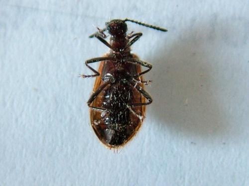 Réf. 239 550 : Lagria hirta